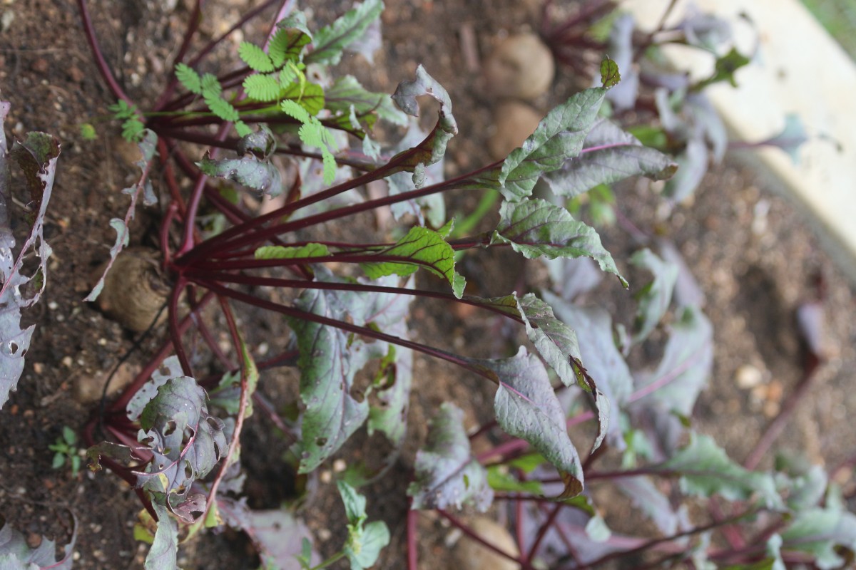 Beta vulgaris L.